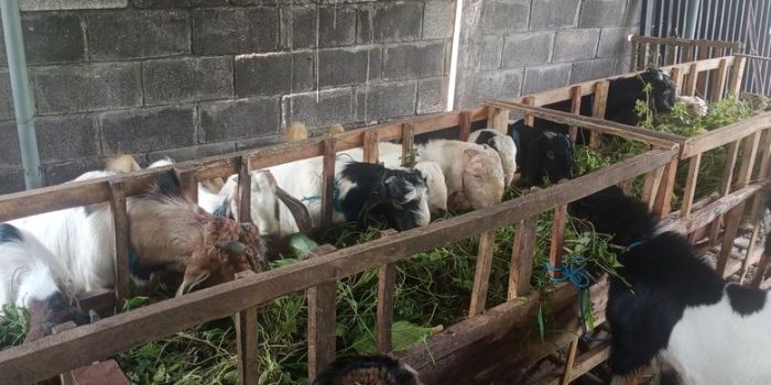 Daging kambing di Batujajar, Bandung Barat