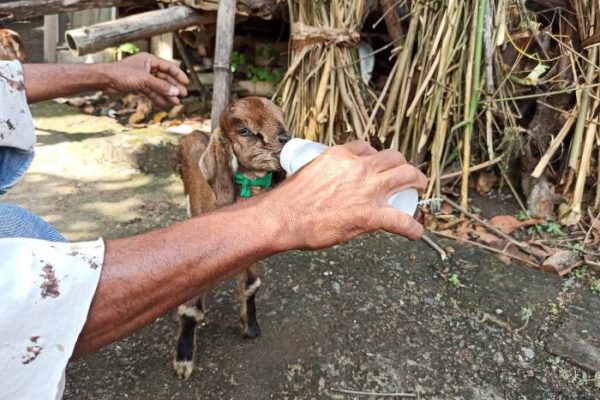 Daging kambing di Badegan, Ponorogo