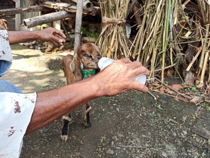 Daging kambing di Badegan, Ponorogo