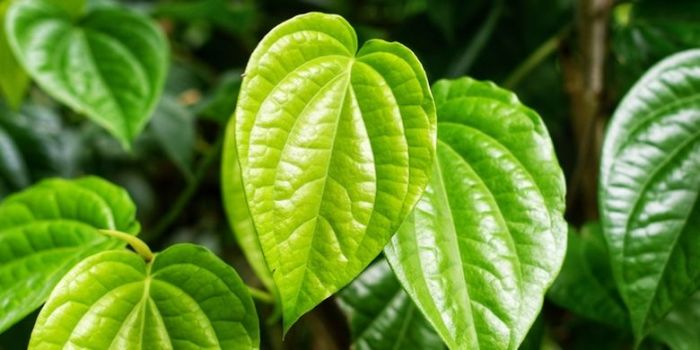 Daun: Pengertian, Struktur, dan Fungsinya Daun penggemuk ayam di Pontianak Timur, Kota Pontianak