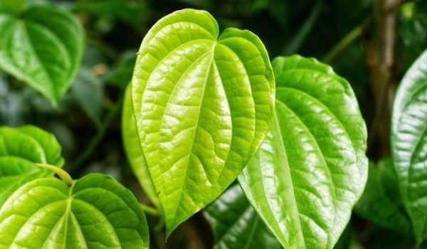Daun penggemuk ayam di Singkup, Ketapang