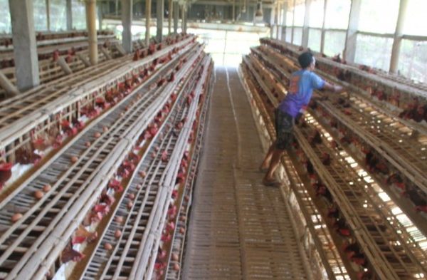 Ternak ayam petelur di Tamalate, Kota Makassar