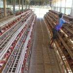 Ternak ayam petelur di Rumbia Tengah, Bombana