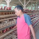 Ayam ternak di Koto XI Tarusan, Kabupaten Pesisir Selatan