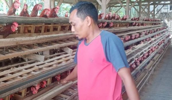 Ternak ayam petelur di Poleang Utara, Bombana