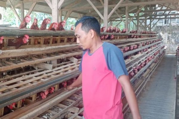 3 Cara Beternak Ayam yang Baik dan Benar, Info Ditjen Diksi
