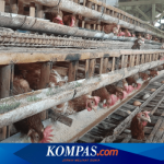 PETERNAKAN AYAM KAMPUNG PETELUR DI BOGOR | ANTARA Foto