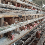 Pj Bupati Tinjau Budidaya Ayam Petelur di Sawang, Miliki 13 Ribu Ayam ...