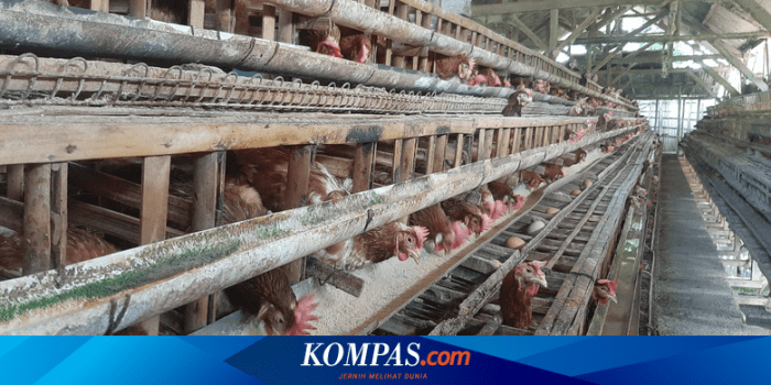 Manuju Jadi Kecamatan Pengembangan Ternak Ayam Petelur dan Boiler ... Ternak ayam petelur di Liukang Kalmas, Pangkajene