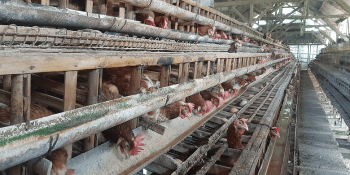 peternak ayam petelur pasuruan jawa timur peternak ayam petelur pasuruan jawa timur