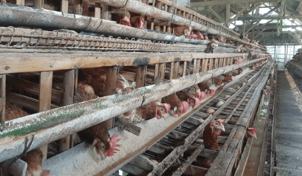 PETERNAKAN AYAM KAMPUNG PETELUR DI BOGOR | ANTARA Foto