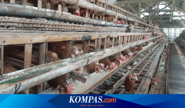 Ternak ayam petelur di Labuhan Maringgai, Lampung Timur