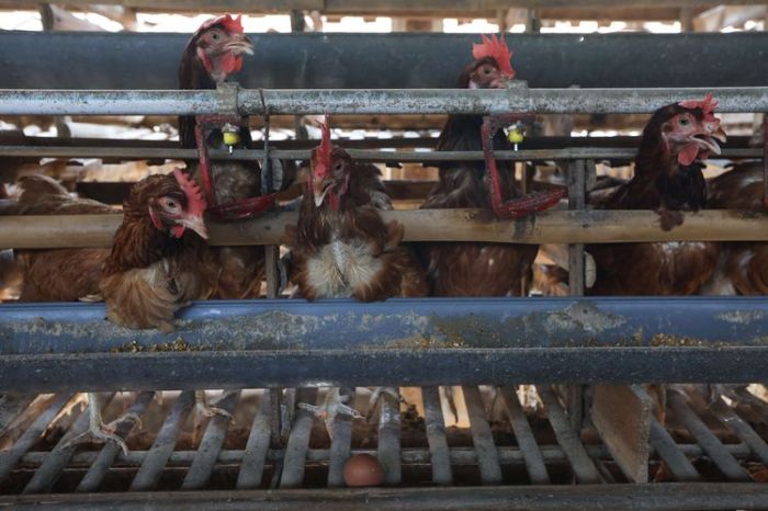Ternak ayam petelur di Kubu, Kab. Tolikara