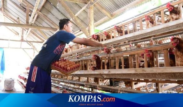 Ayam Ternak di Tambangan, Mandailing Natal