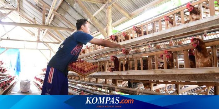 TERNAK AYAM BANGKOK - SEBERAPA MENGUNTUNGKAN SIH?? PEMULA WAJIB TAHU ... Ayam Ternak di Tambangan, Mandailing Natal