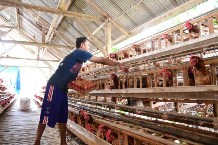Tabel Kebutuhan Pakan Ayam Petelur Perhari - Beternak Ayam Tabel Kebutuhan Pakan Ayam Petelur Perhari - Beternak Ayam