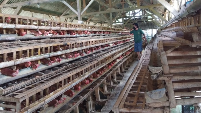 Begini Suasana Peternakan Ayam Saat Harga Telur Terus Naik Begini Suasana Peternakan Ayam Saat Harga Telur Terus Naik