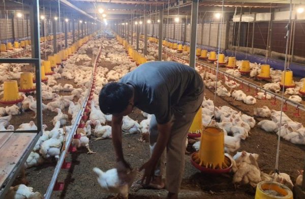 Budidaya ternak ayam di Petanahan, Kebumen