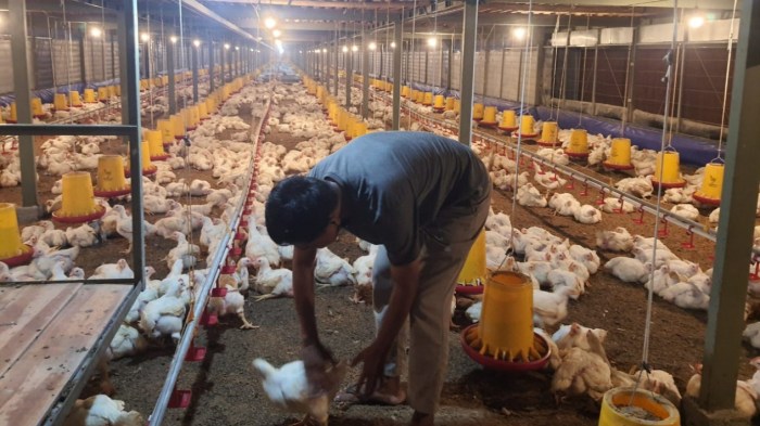 PAKAN AYAM : Bulog DIY Mulai Salurkan Jagung untuk Peternak Ayam ... Budidaya ternak ayam di Prembun, Kebumen