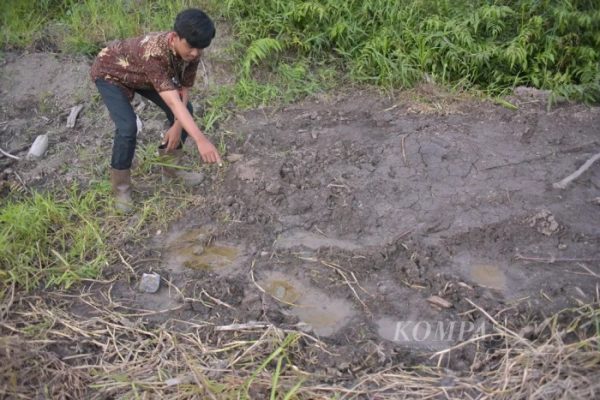Daging kambing di Air Sugihan, Ogan Komering Ilir