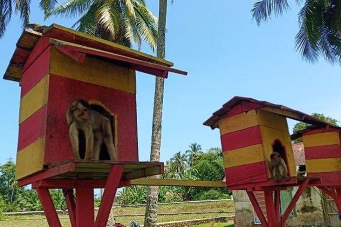 Ayam ternak di Pariaman Utara, Kota Pariaman