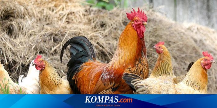 Gowa Jadi Kabupaten Pengembangan Peternakan Ayam Broiler, Man - GenPI ... Ayam Ternak di Oou, Nias Selatan