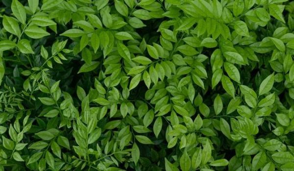 Daun penggemuk ayam di Balingga Barat, Kab. Lanny Jaya