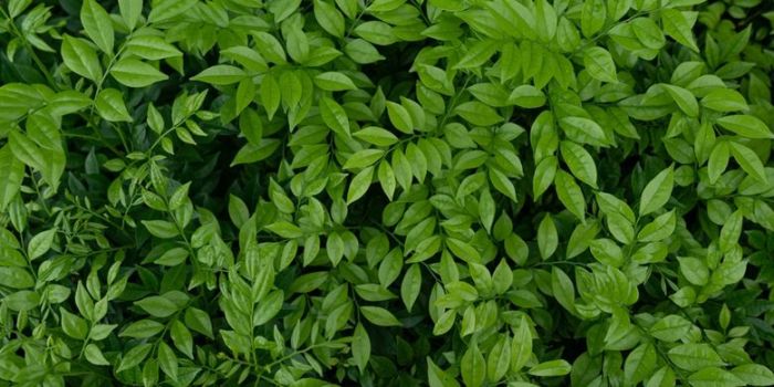 Daun penggemuk ayam di Mempawah Hulu, Landak