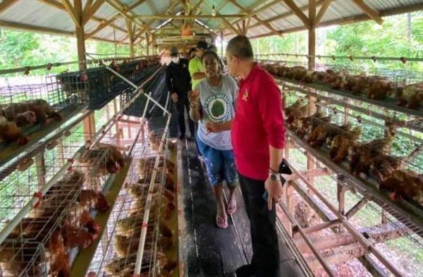 Foto Minat Anak Muda di Papua Beternak Profesional Semakin Merebak