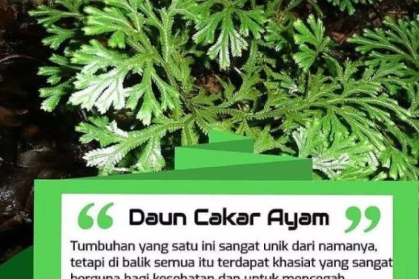 Daun penggemuk ayam di Kepulauan Tanakeke, Takalar
