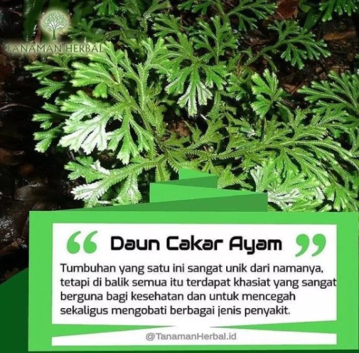 Daun penggemuk ayam di Kepulauan Tanakeke, Takalar