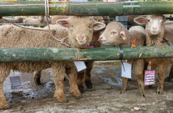 Daging kambing di Batur, Banjarnegara
