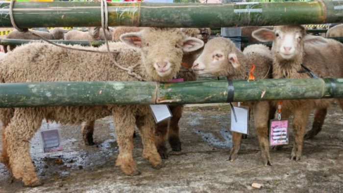 Daging kambing di Batur, Banjarnegara