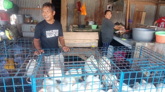 Harga Ayam Potong di Bandung Meroket - Kompas.com Harga ayam kampung potong di Gununghalu, Bandung Barat
