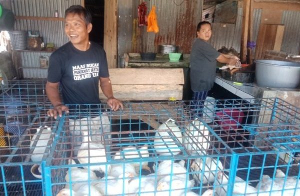 Jelang Ramadhan Harga Ayam Potong Mulai Merangkak Naik