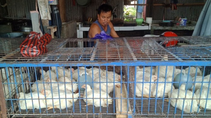 Harga ayam kampung potong di Pematang Sawa, Tanggamus