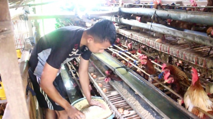 Budidaya ternak ayam di Gabus, Pati