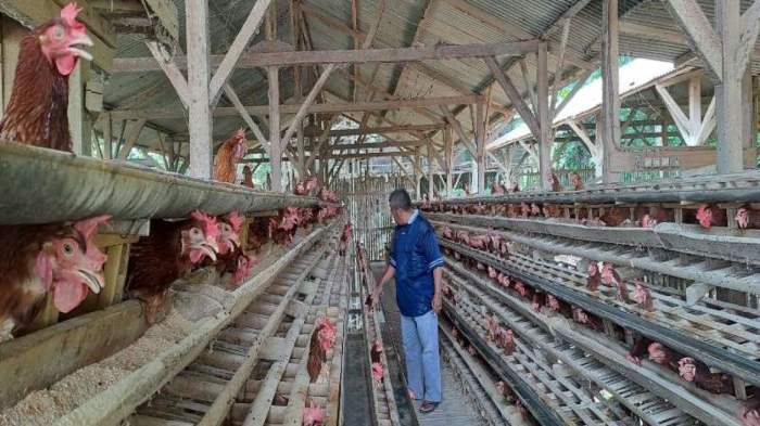 Monitoring dan Evaluasi Ternak Ayam Petelur Monitoring dan Evaluasi Ternak Ayam Petelur