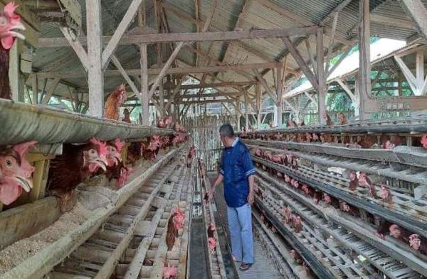 Beternak Ayam Petelur Sukses
