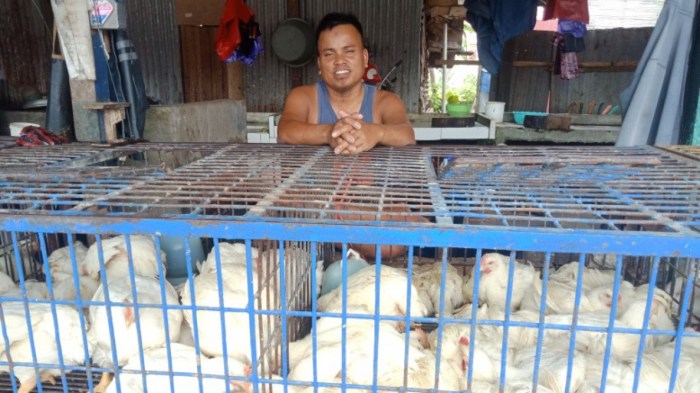 Jual ayam kampung potong siap suplay untuk resto atau pemakaian banyak ... Harga ayam kampung potong di Way Krui, Pesisir Barat