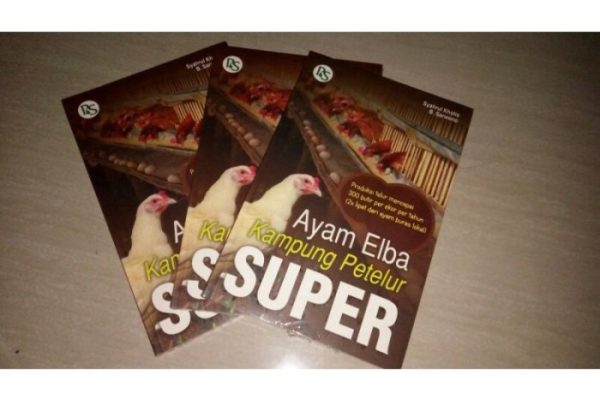 TERNAK AYAM ELBA PETELUR TIAP HARI PANEN 510 BUTIR, DOC BIKIN SENDIRI ...