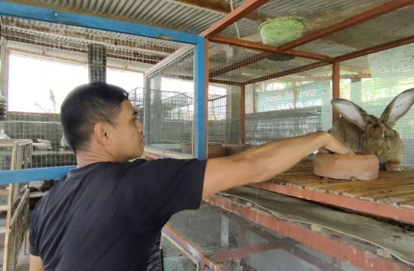 Anak kelinci di Cilamaya Kulon, Karawang
