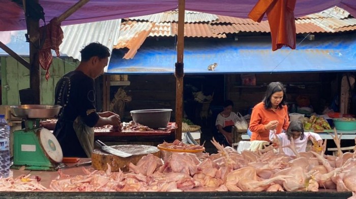 Pasca Lebaran, Harga Ayam Potong di Pasar Atambua Turun - Pos-kupang.com Harga ayam kampung potong di Punduh Pidada, Pesawaran