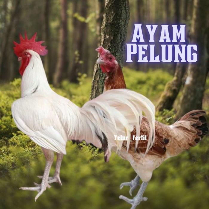 Jual Sepasang Ayam pelung jumbo usia 2 bulan | Shopee Indonesia Ayam pelung jumbo di Pleret, Bantul
