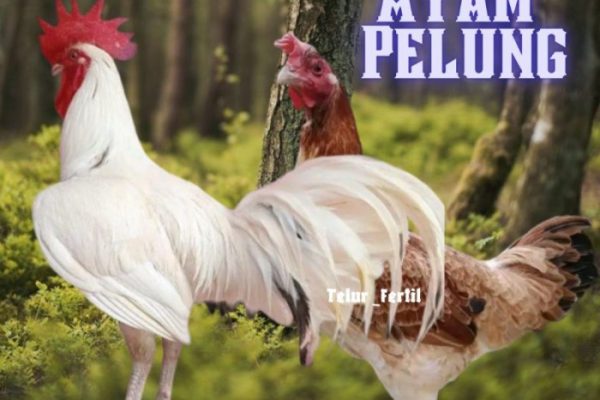Ayam pelung jumbo di Ngawen, Gunungkidul