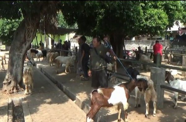Daging kambing di Widang, Tuban