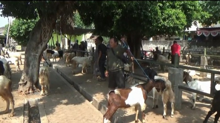 Daging kambing di Widang, Tuban