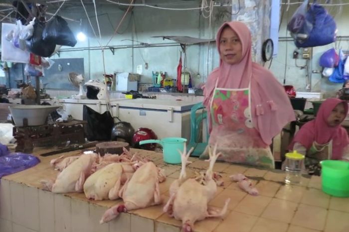 Ayam ternak di Kemiri, Purworejo
