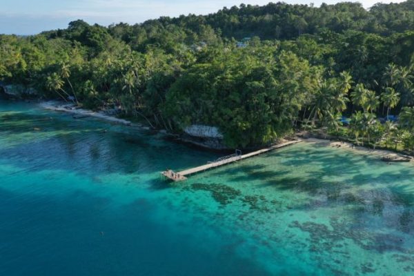 Daun penggemuk ayam di Swandiwe, Kab. Biak Numfor