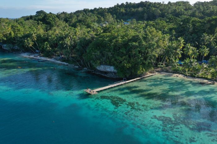 Panduan Transportasi ke Biak Numfor, Jalur Udara dan Laut Daun penggemuk ayam di Swandiwe, Kab. Biak Numfor